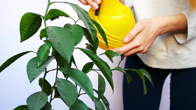 A girl sprays the leaves of a houseplant