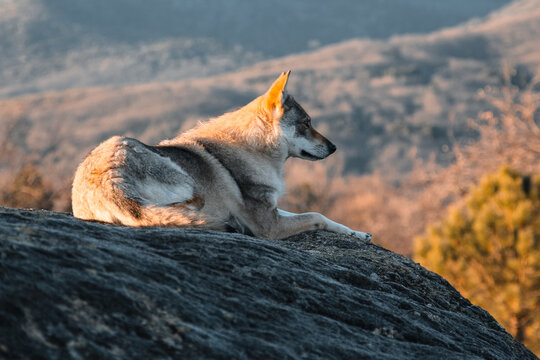 Lobo yace sobre una roca vigilando su proximidad
