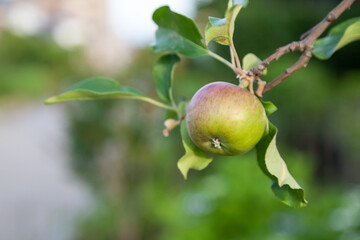 Green apples on apple tree branch in a garden.