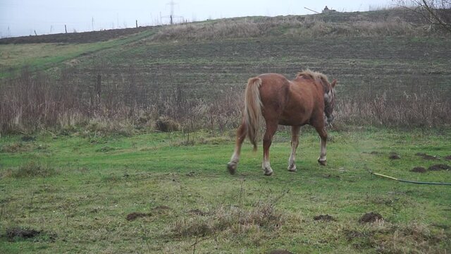 A white bay chestnut horse grazes on a pasture. Beautiful mare horse plays on grass