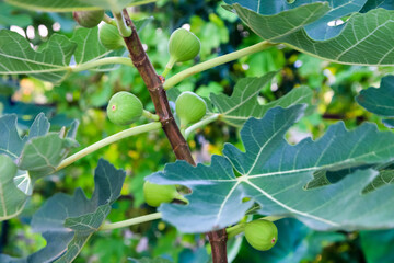 fig fruits on the branch tree in Japan.