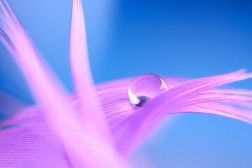 Delicate abstract macro, drop of water dew on a purple feather, blue blurred background. A beautiful art image of nature. Selective focus.