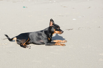 Dog lying on the beach resting after playing and running