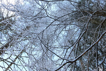 snow branches bottom view