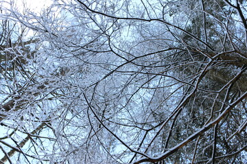 snow branches bottom view