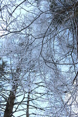 Obraz premium snow branches bottom view