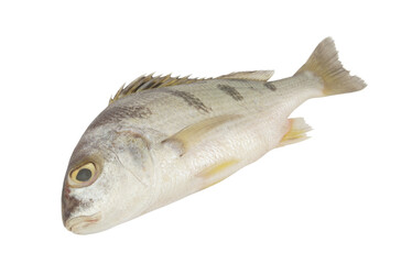 Saddle grunt fish isolated on white background, Pomadasys maculatus