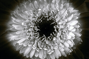 gerbera flower macro photo, very close up, natural flower.