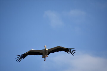 Storch am Himmel