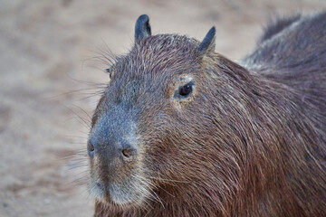 Portrait of capybara, Hydrochoerus hydrochaeris, the largest living rodent in the world, is a giant cavy rodent native to South America. Pantanal along the transpantaneira to Porto Jofre, Brazil
