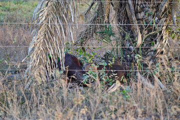 capybara family, Hydrochoerus hydrochaeris, the largest living rodent in the world, is a giant cavy...