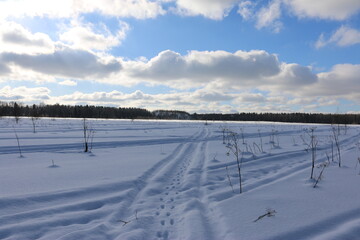 Fototapeta na wymiar snowy field, a blue sky Sunny day, the pine forest