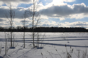 snowy field, a blue sky Sunny day, the pine forest