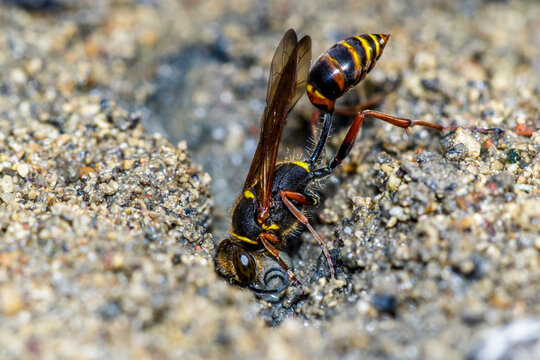 Orientalische Mauerwespe (Sceliphron curvatum)