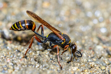 Orientalische Mauerwespe (Sceliphron curvatum)