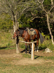 A farmer's horse standing at a hitching post near a tree in the shade on an autumn sunny day.