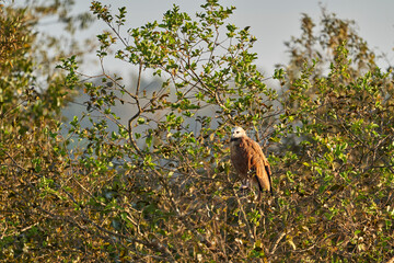 black collared hawk, Busarellus nigricollis, is a species of bird of prey in the family Accipitridae in a tree along the Transpantaneira in the wetlands of the Pantanal swamp, Brazil, South America