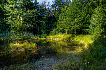Fototapeta na wymiar Kleiner See im Wald vom NSG Rauber-Wiestal, Jesingen, Baden-Württemberg