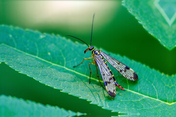 Skorpionsfliege (Panorpa communis) Weibchen