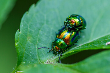 Prächtiger Blattkäfer (Dlochrysa fastuosa)