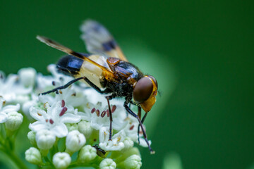 Gemeine Waldschwebfliege (Volucella pellucens)