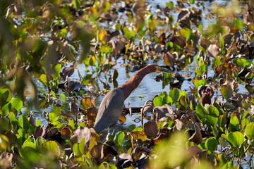 Exotic birds of the Pantanal. The rufescent tiger heron, Tigrisoma lineatum, is a species of heron in the family Ardeidae. Wading through the water vegetation of the wetlands in the Pantanal, Brazil