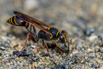 Orientalische Mauerwespe (Sceliphron curvatum)