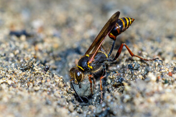 Orientalische Mauerwespe (Sceliphron curvatum)