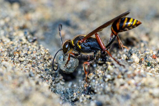 Orientalische Mauerwespe (Sceliphron curvatum)