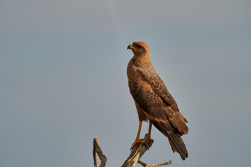 Exotic birds of the Pantanal. Beautiful bird of prey in a tree along the Transpantaneira in the wetlands of the Pantanal swamp, Brazil, South America