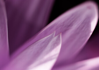 purple flower background