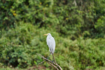 Exotic birds of the Pantanal. The great white egret, Ardea alba, or common egret, large egret, or great white heron in the wetlands of the pantanal swamp, Brazil, South America
