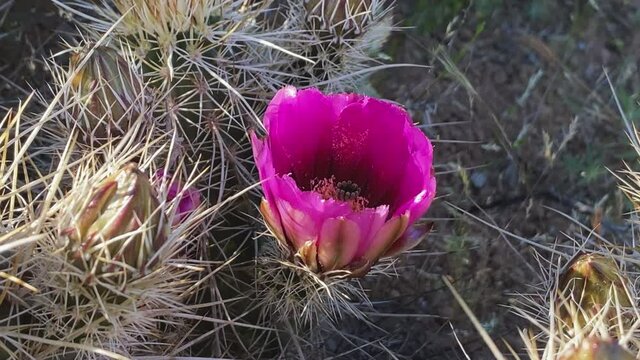 Close-up of a purple hedgehog cactus flower in bloom during spring in Southern Arizona. Slider right to left.