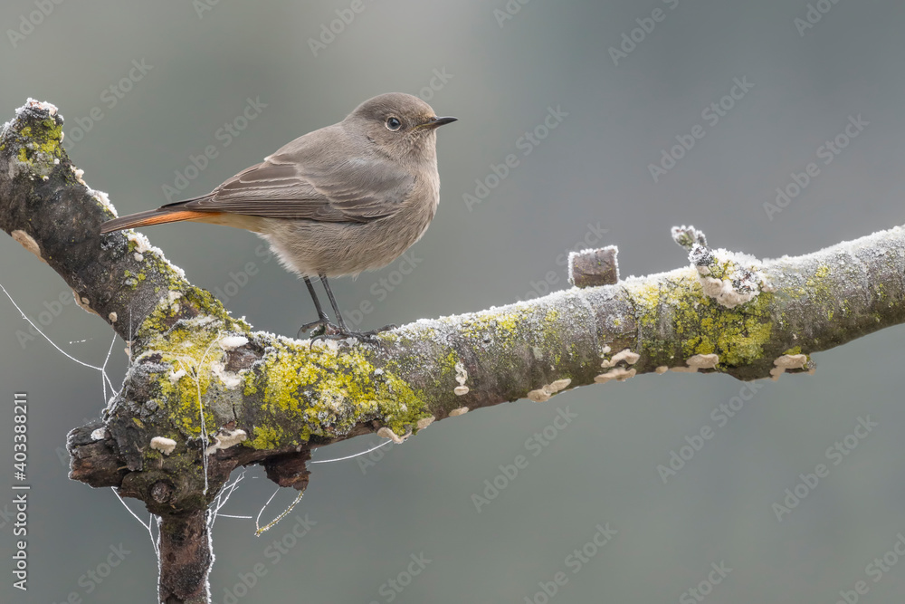 Wall mural the black redstart female in winter season (phoenicurus ochruros)