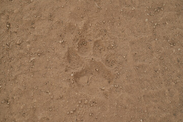 footprint of a Jaguar, Panthera onca, in the soft sand of the wetlands in the Pantanal swamp along...