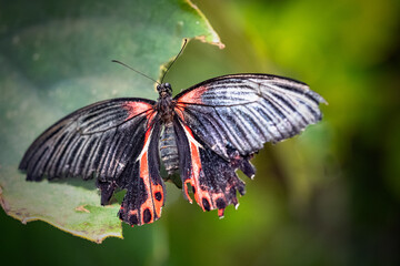 Fototapeta na wymiar 'Scarlet Mormon' Butterfly