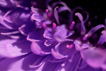 gerbera flower macro photo, very close up, natural flower.