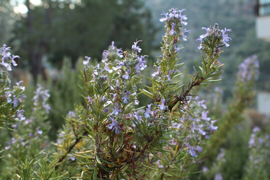 Rosemary officinalis.Salvia rosmarinus, commonly known as rosemary, perennial herb with fragrant, evergreen, needle-like leaves and white, pink, purple, or blue flowers, native to the Mediterrenean.