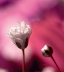 
Created with small white flowers, macro photo, gypsophila, close-up, artistic design and colors.