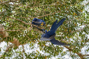 The hyacinth macaw, Anodorhynchus hyacinthinus, or hyacinthine macaw, is a beautiful, large deep blue parrot, that can be found in the Pantal near Porto Jofre, South America
