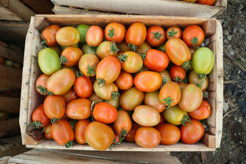 tomatoes in the basket
