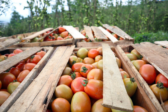 fresh tomatoes on the plantation
