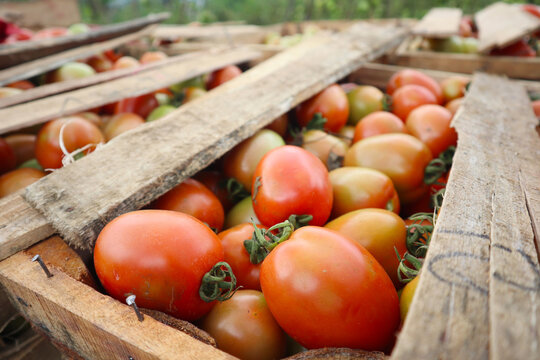 fresh tomatoes on the plantation