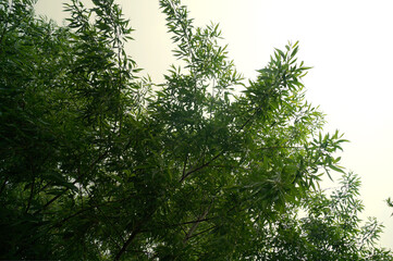 Weeping willow above my head on the light sky background.