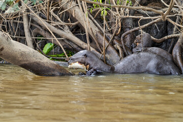 giant river otter, Pteronura brasiliensis, a South American carnivorous mammal, longest member of the weasel family, Mustelidae. Group of Otters feasting on fish in the Cuiaba River, Pantanal, Brazil