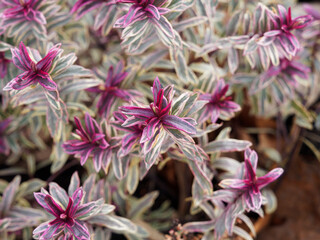 Euphorbia x martinii / Martin's spurge with variegated foliage, cream-golden yellow, blue-green and...