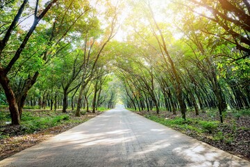 Long roads in the forest at Sunny morning. Green trees on the road side. 