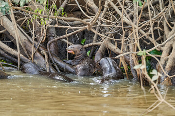 giant river otter, Pteronura brasiliensis, a South American carnivorous mammal, longest member of the weasel family, Mustelidae. Group of Otters feasting on fish in the Cuiaba River, Pantanal, Brazil