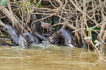 giant river otter, Pteronura brasiliensis, a South American carnivorous mammal, longest member of the weasel family, Mustelidae. Group of Otters feasting on fish in the Cuiaba River, Pantanal, Brazil