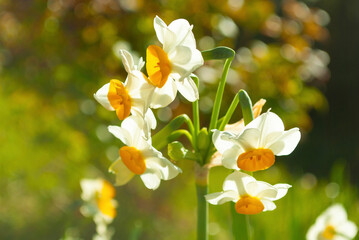 white and yellow flowers